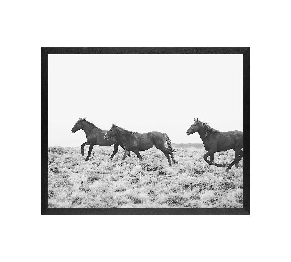 American Wild Horses by Jennifer Meyers