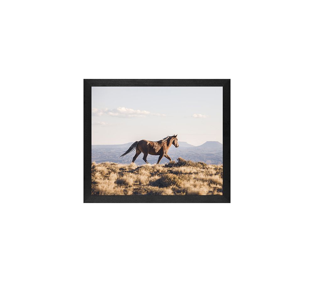 Sunrise Stallion by Jennifer Meyers