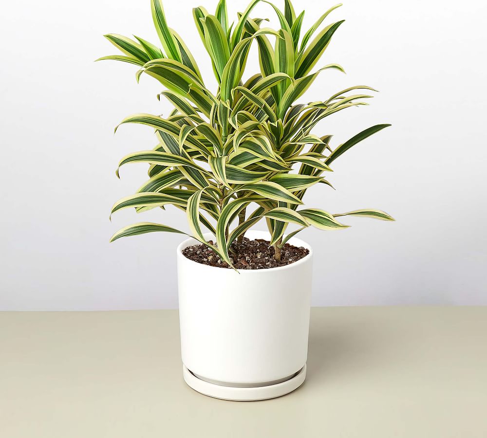 Live Dracaena Song of India In Planter