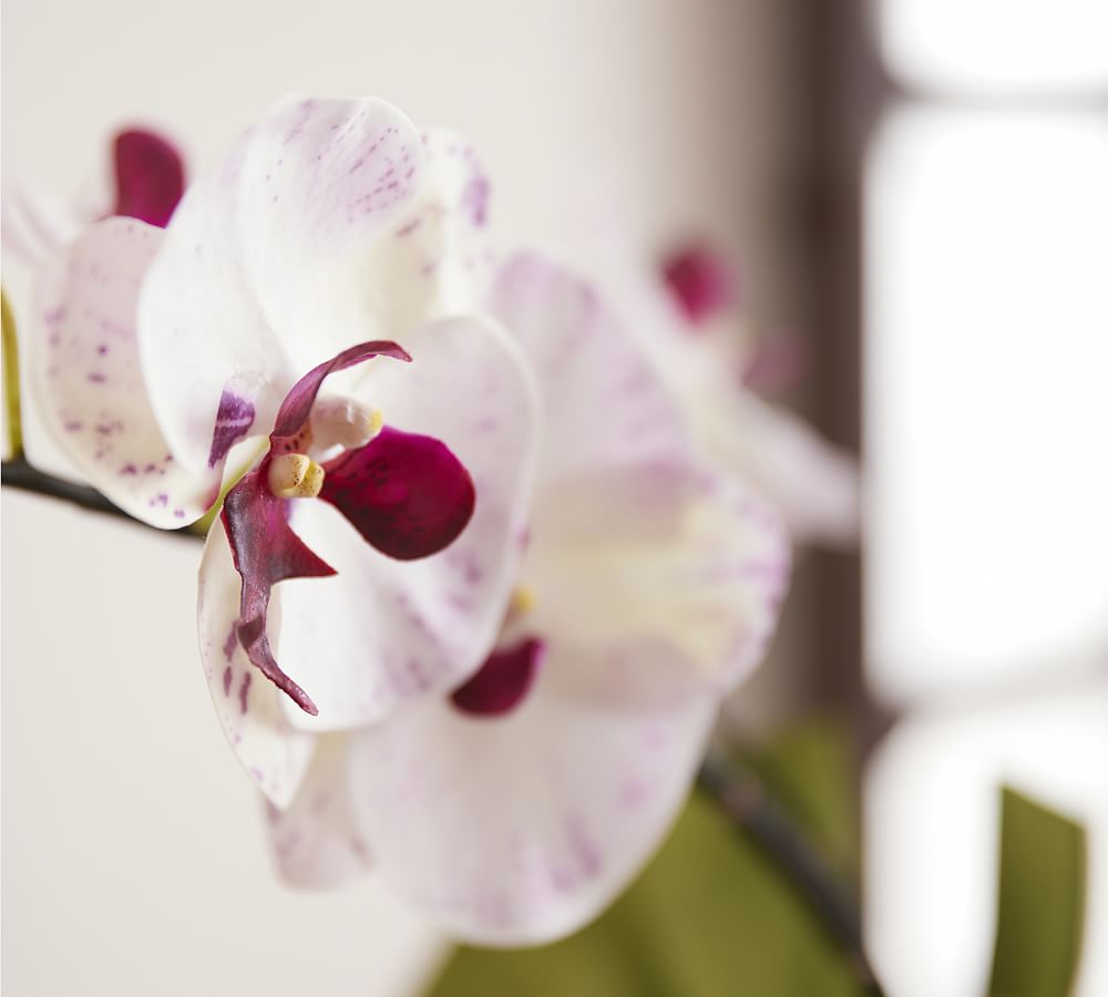 Faux Phalaenopsis & Orchid Mixed Arrangement Pottery Barn