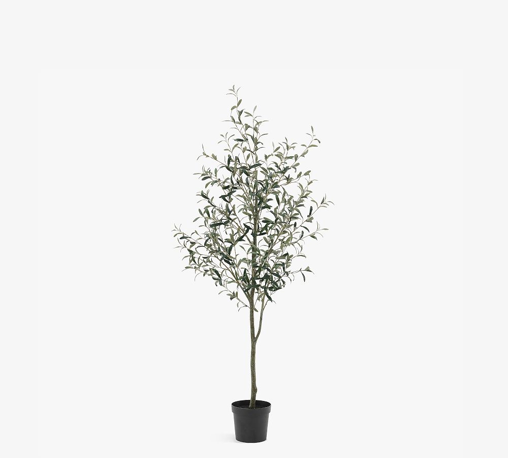 Olive Tree - Small / Grant / Black