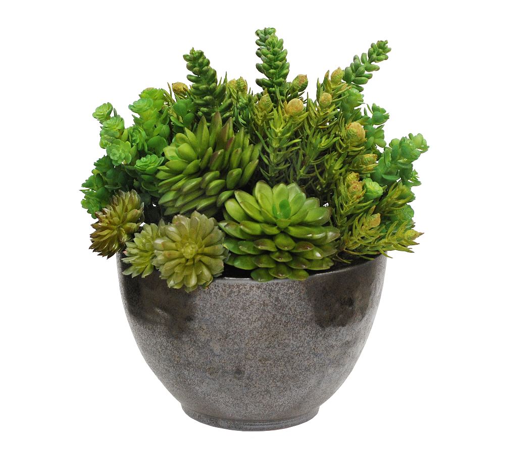 Faux Succulents In Bowl Pottery Barn