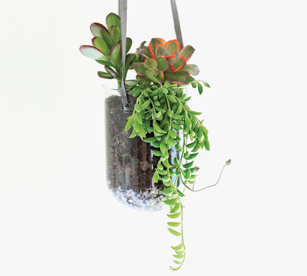 DIY Succulent Hanging Terrarium Kit