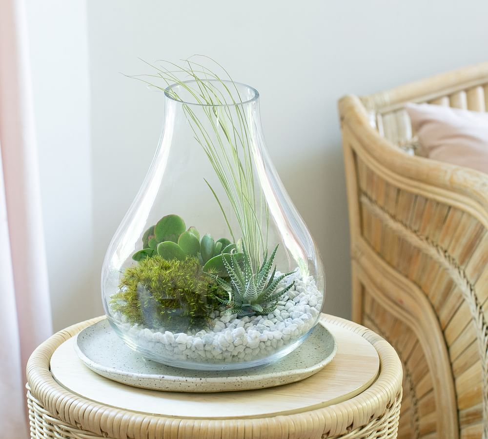 Succulent Dish Terrarium Kit