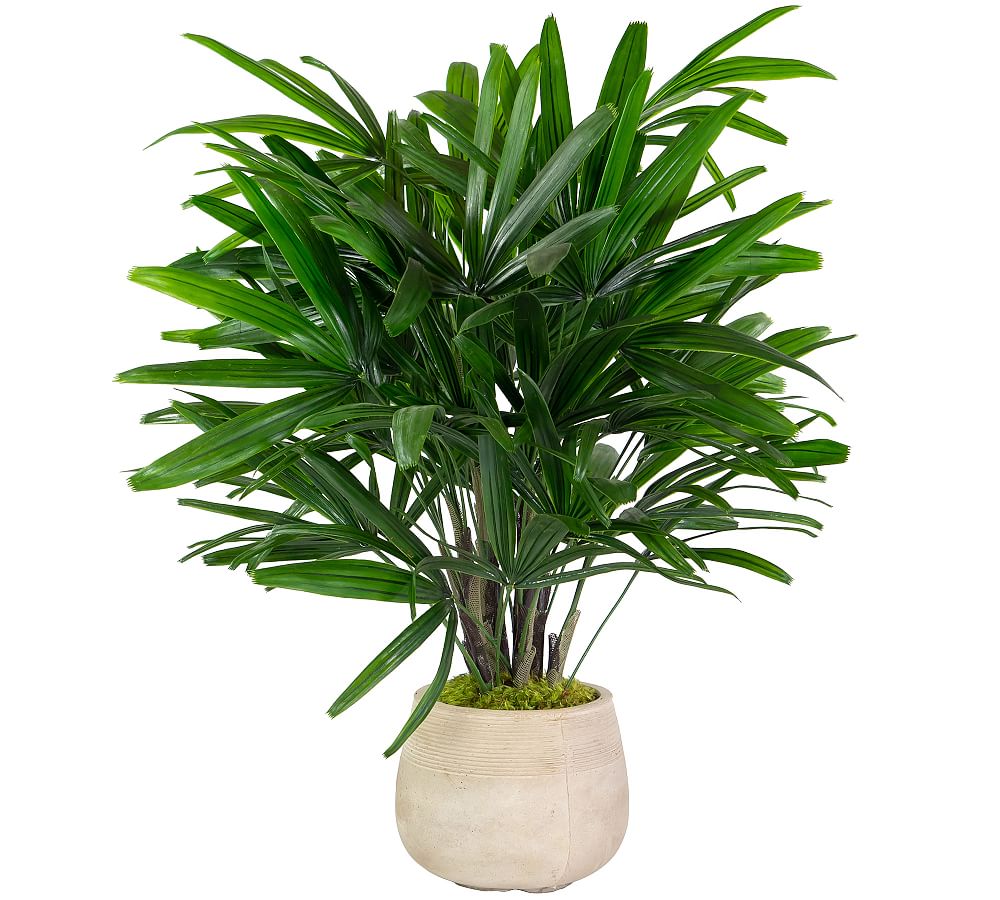 Faux Potted Rhapis Palm Plant Pottery Barn