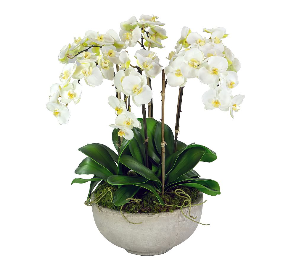 Faux Potted White Orchids In Bowl | Pottery Barn