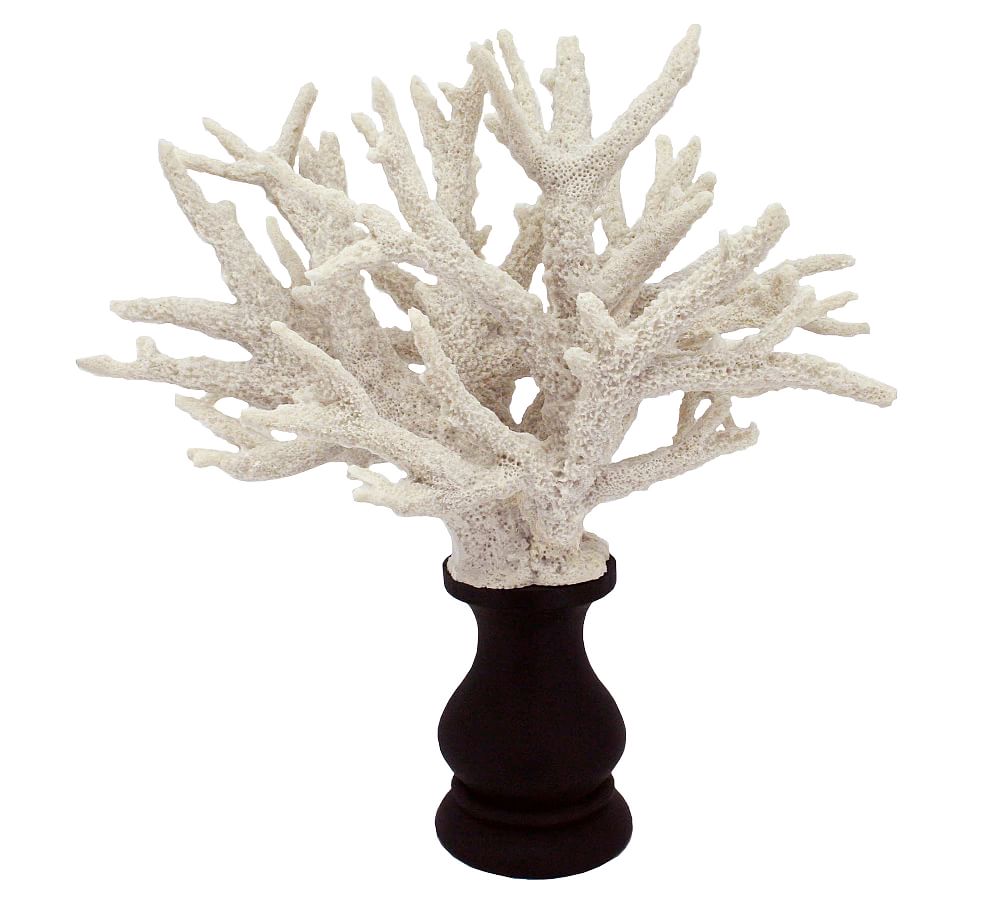 White Fire Coral on Black Pedestal