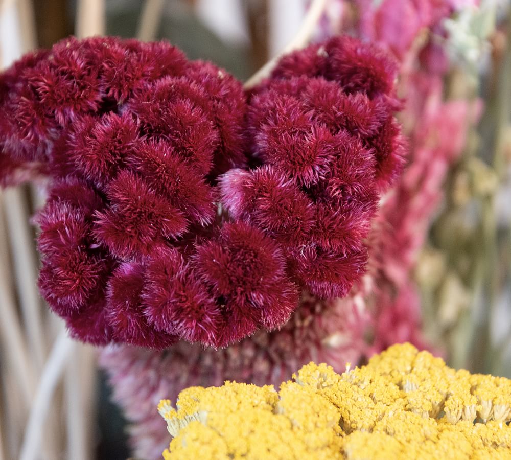 Liquorice - Bouquet of dried flowers – Polhine