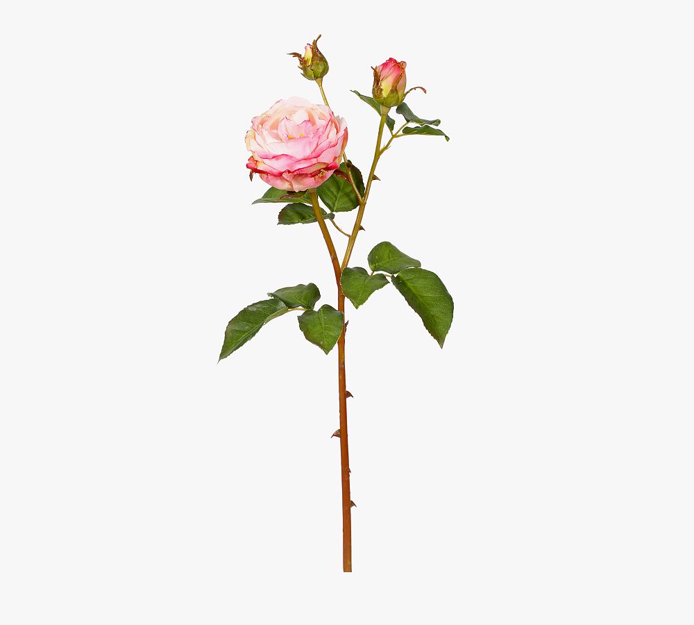 Faux English Charlotte Rose Dozen Stems Pottery Barn