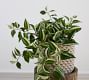 Faux Wandering Variegated Tradescantia Houseplant