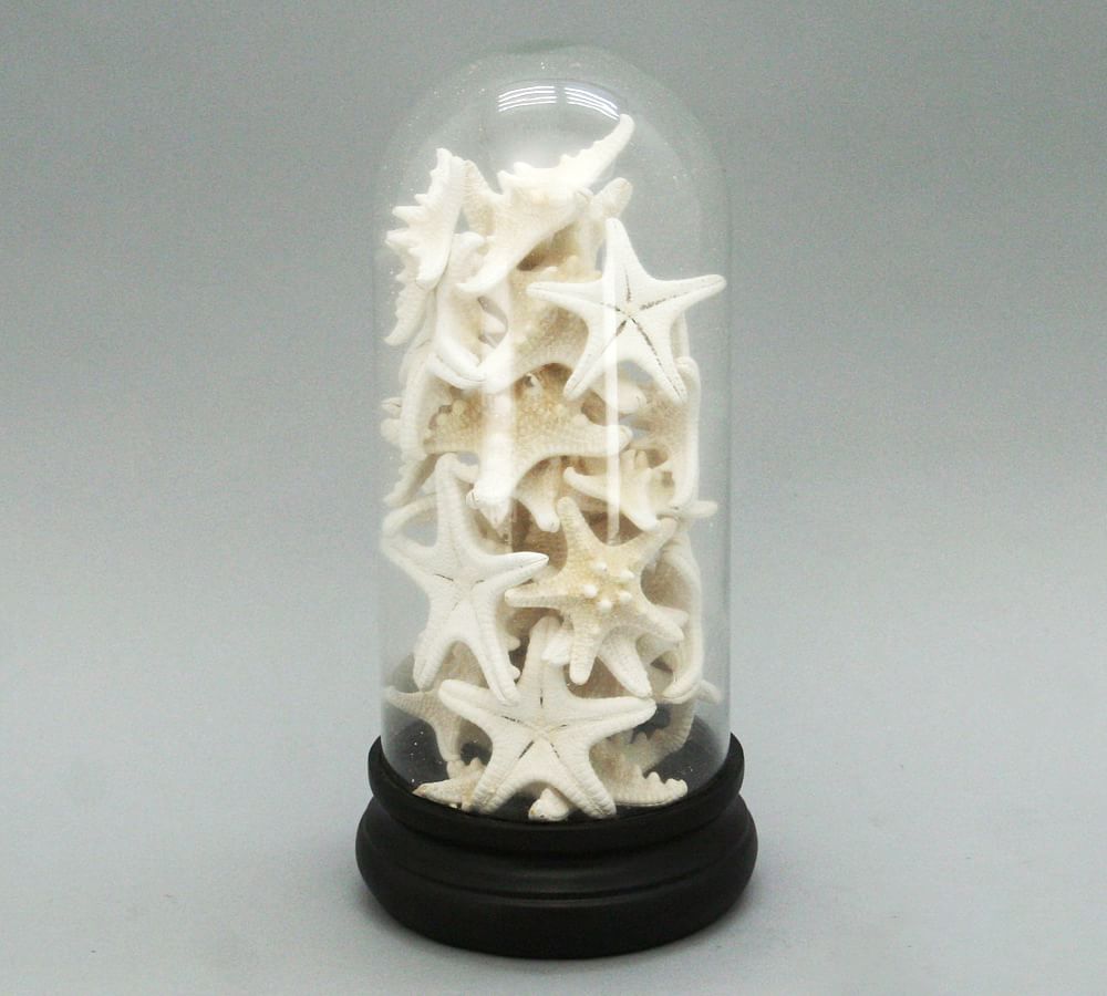 Starfish In Glass Cloche