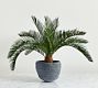 Pineapple Palm Potted Houseplant