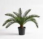 Pineapple Palm Potted Houseplant