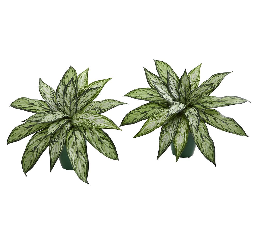 Silver Queen Faux Plant, Set of 2 Pottery Barn