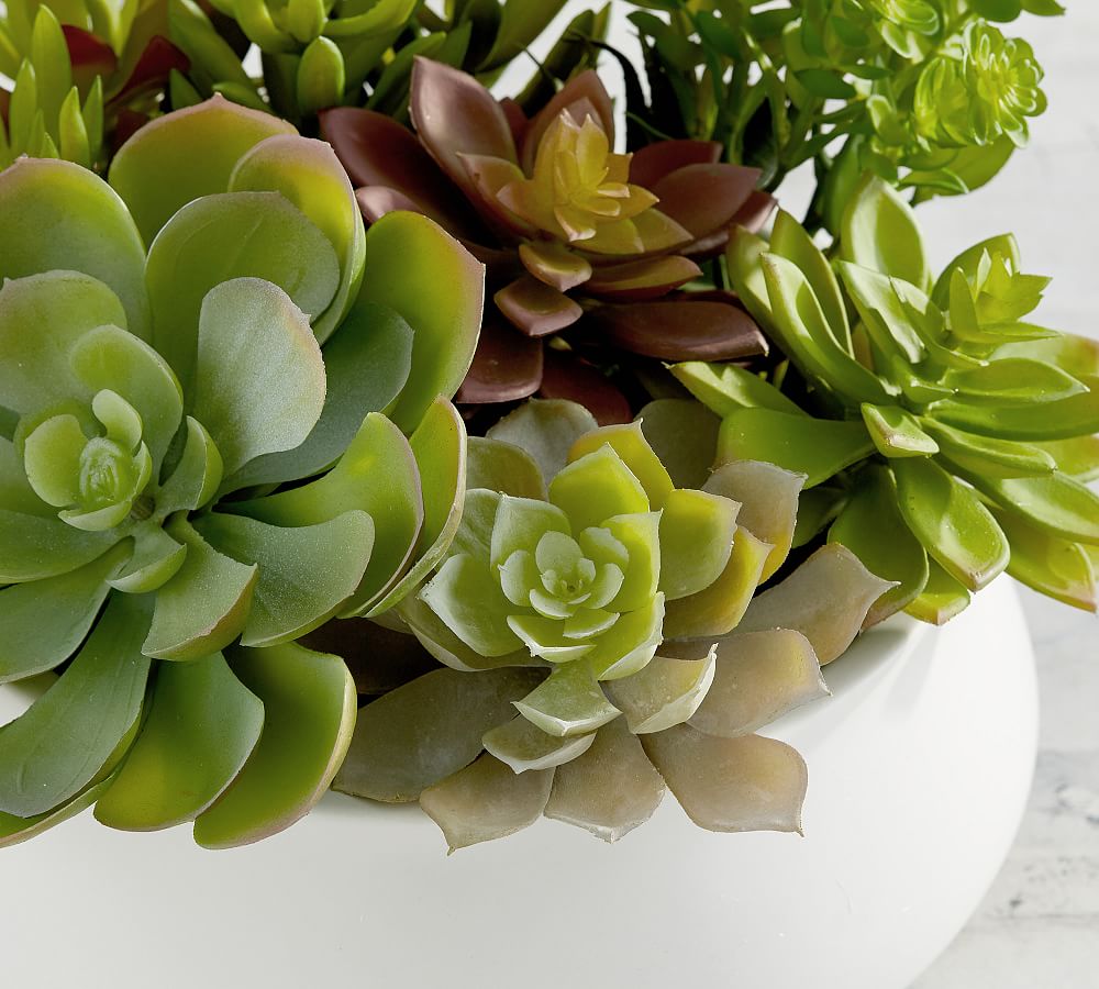 Faux Succulent in Ceramic Bowl