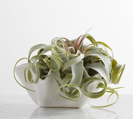 Faux Oversized Air Plant Pottery Barn