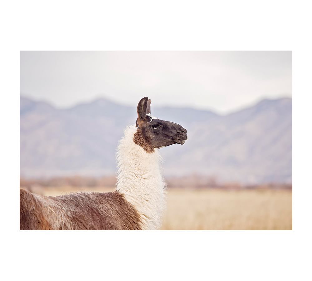 Mountain Llama by Jennifer Meyers