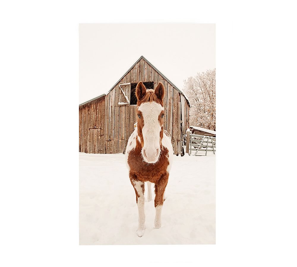 Barn Horse In Winter by Jennifer Meyers