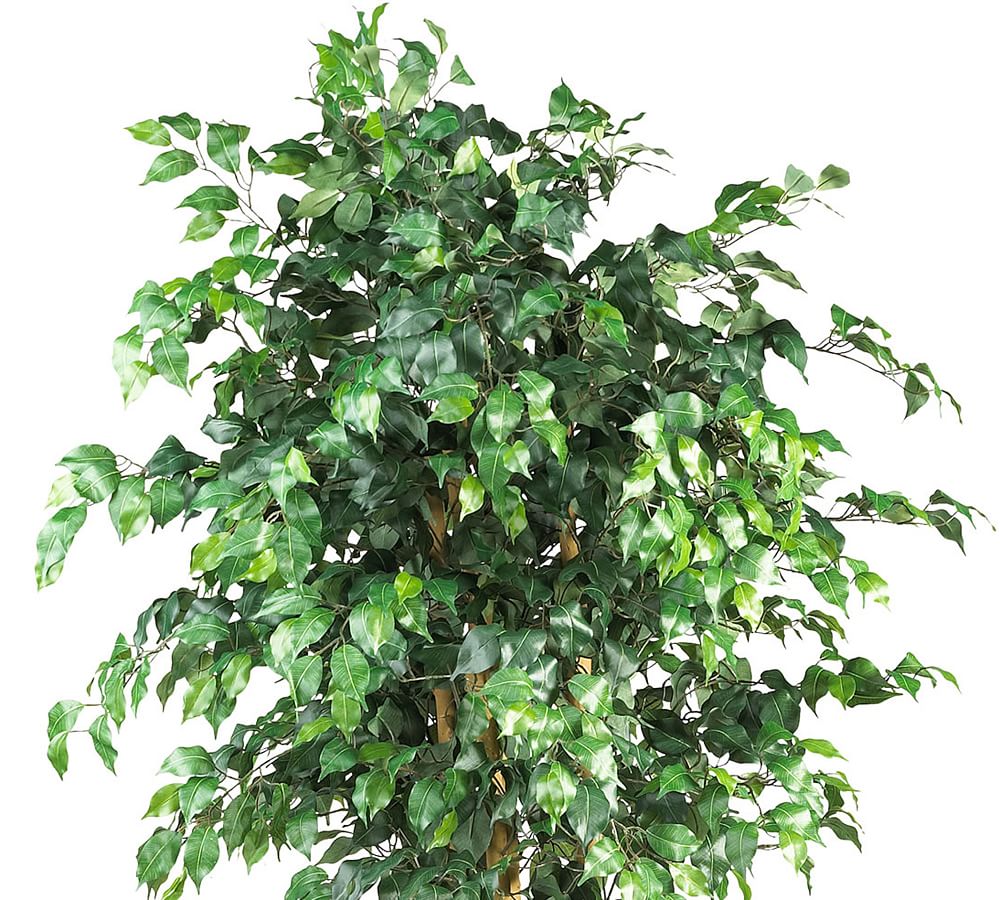 Faux Palace Style Ficus Trees Pottery Barn