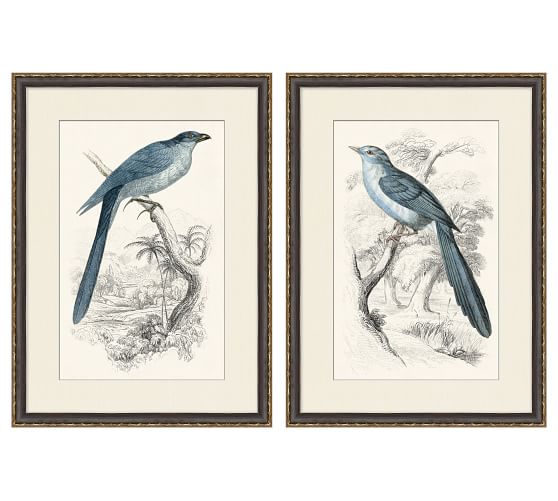 Traditional Bird Framed Paper Prints | Pottery Barn