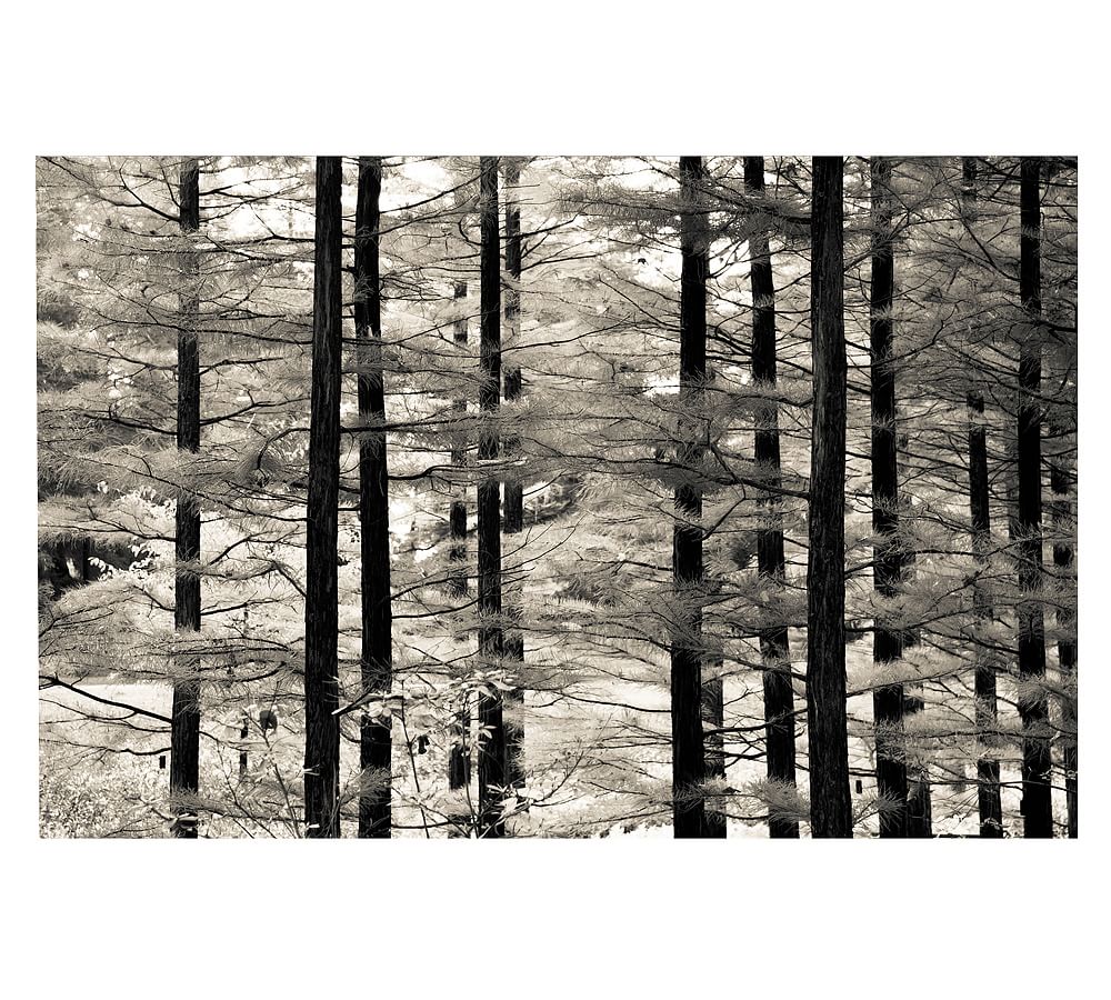 Into the Woods Framed Print by Ana V Ramirez