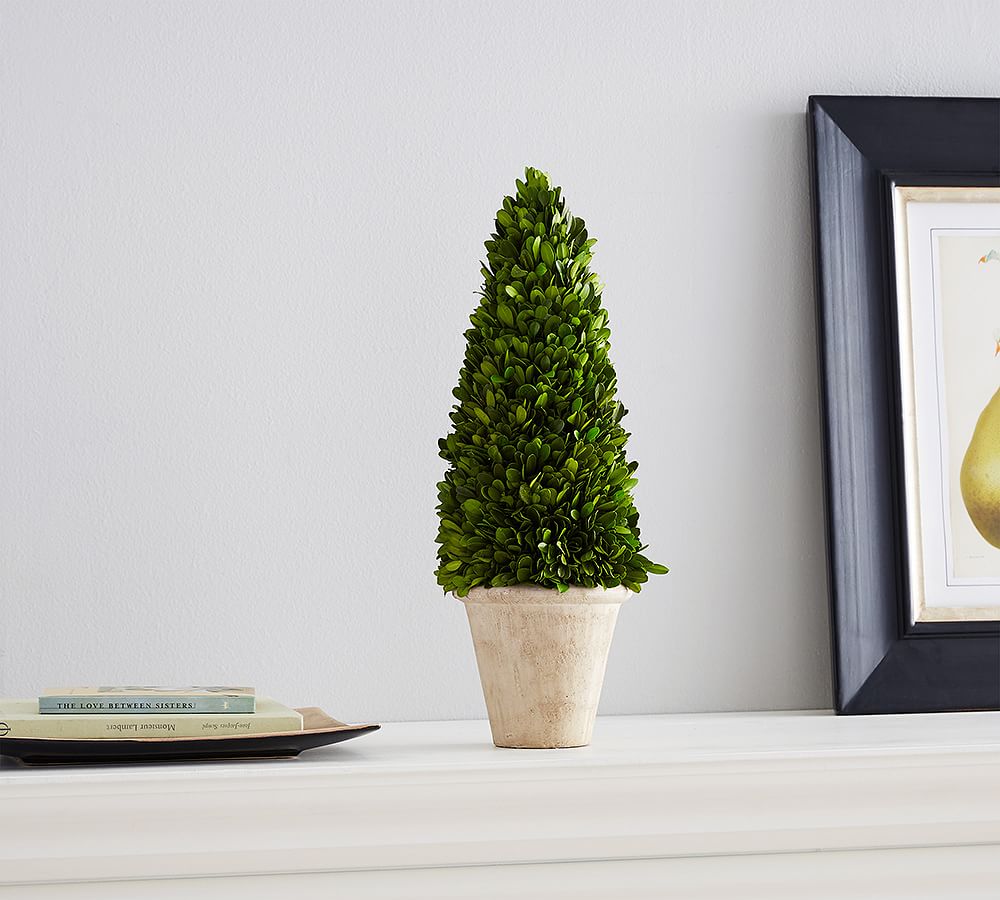 Preserved Potted Boxwood Cone Topiary