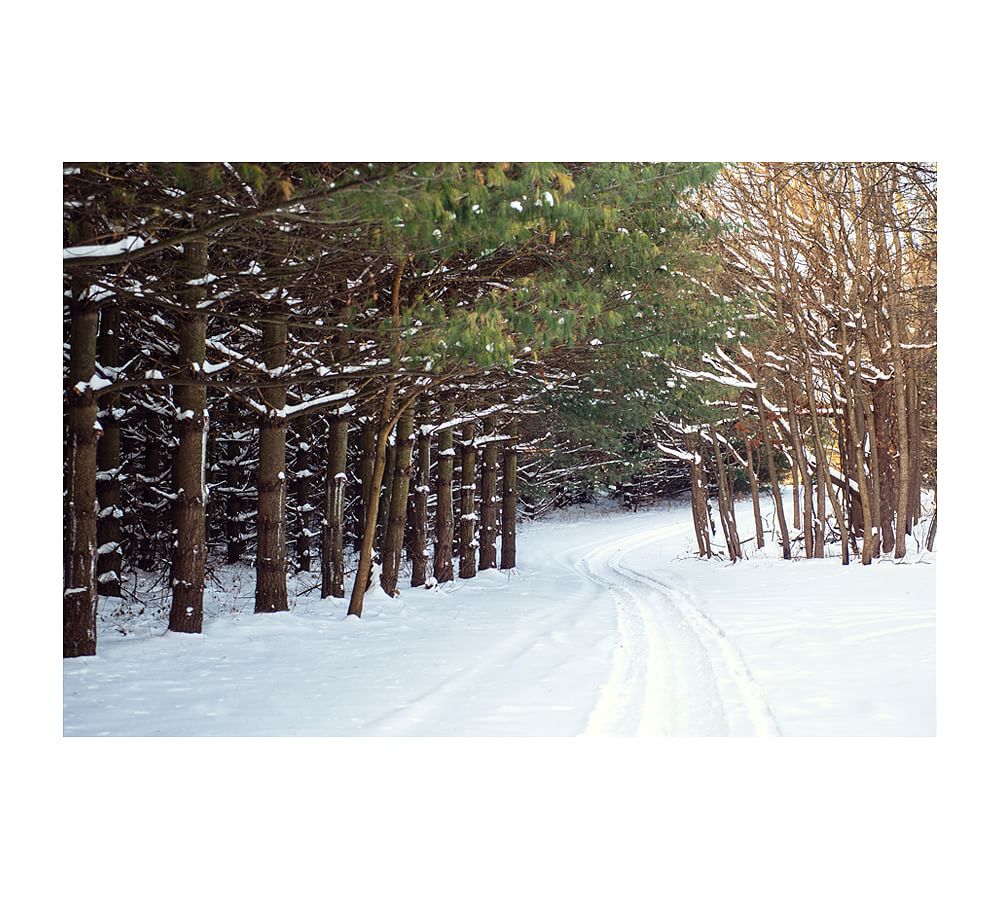 Winter Lane By Cindy Taylor