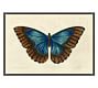 Naturalist Moth Framed Prints