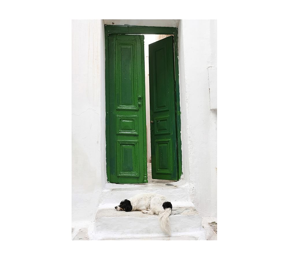Dog and Green Door by Lupen Grainne
