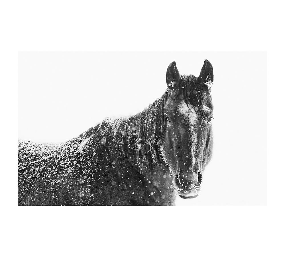 Snowy Black Horse Framed Print by Jennifer Meyers