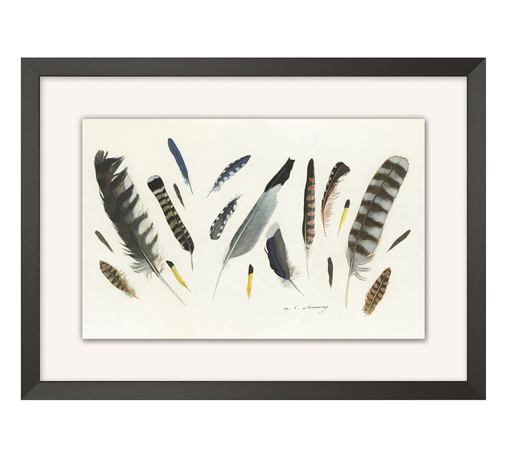 Birds Of The American Midwest Print