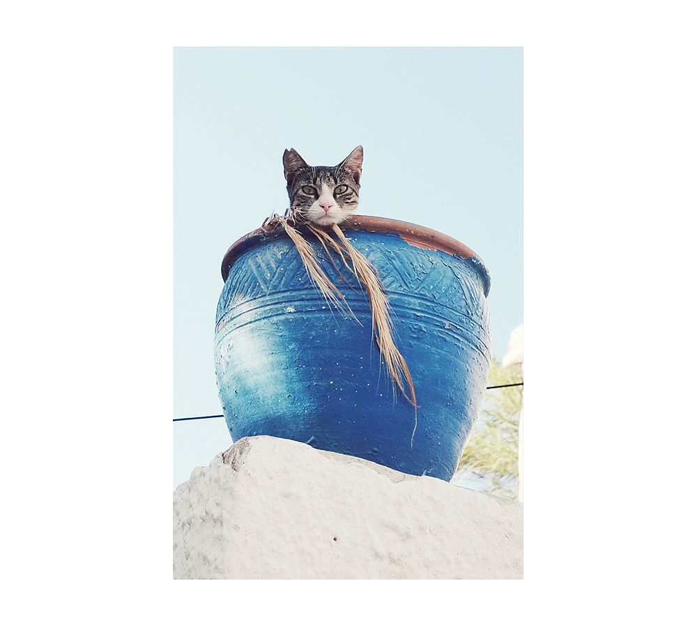 Cat in a Blue Pot by Lupen Grainne