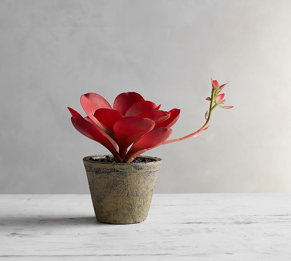 Faux Red Blooming Succulent