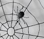 Spider Web Wall Art