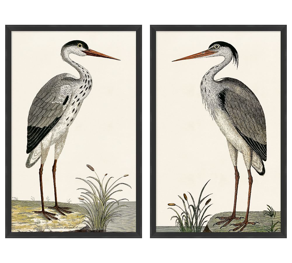 Spotted Heron Framed Prints