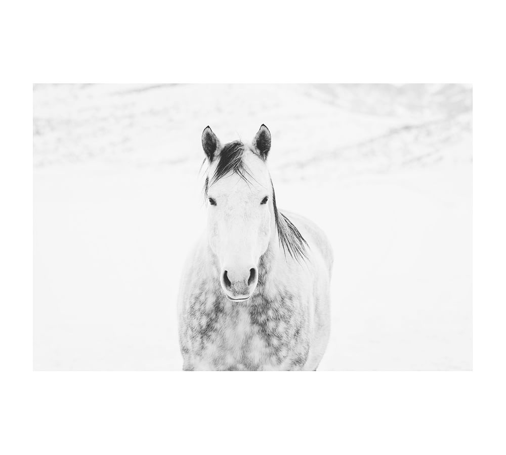 Winter White Horse Framed Print by Jennifer Meyers