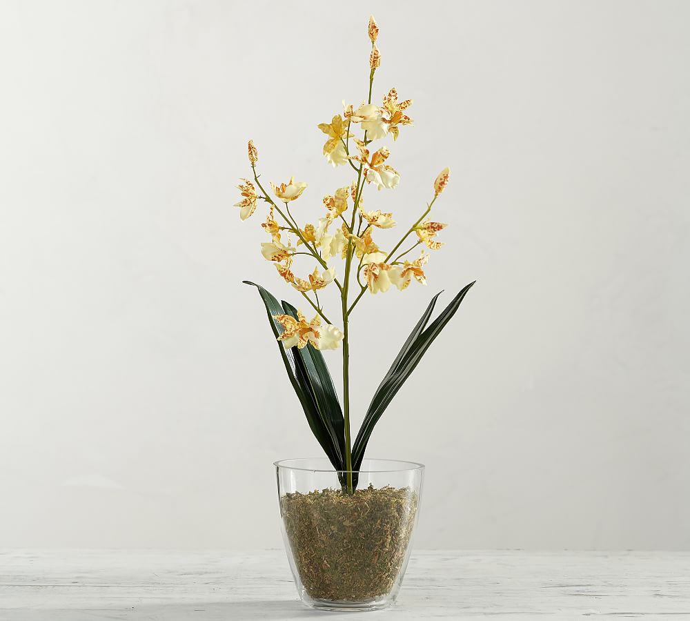 Monique Lhuillier Kendell Tiger Orchid in Glass Pot