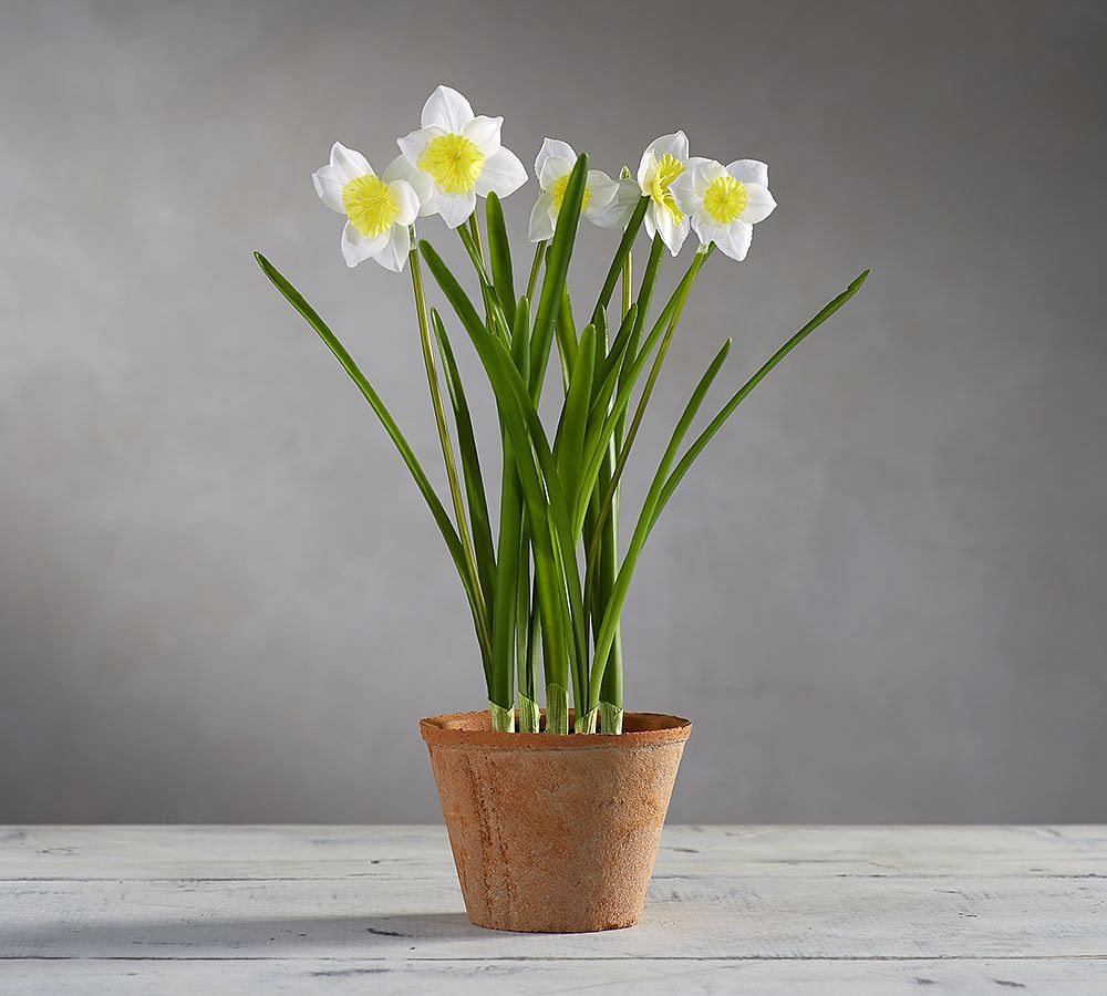 Faux Potted Daffodils