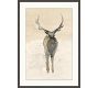 Tonal Elk Framed Print
