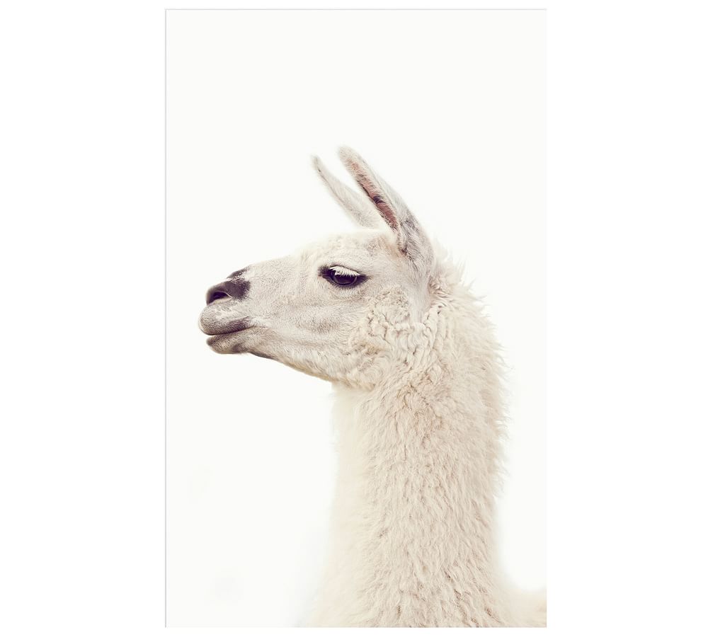 Llama Framed Print by Jennifer Meyers