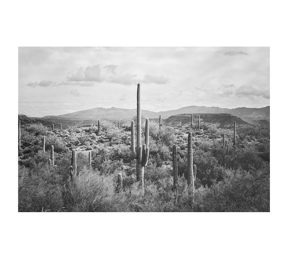 Saguaro Desert Landscape By Jennifer Meyers