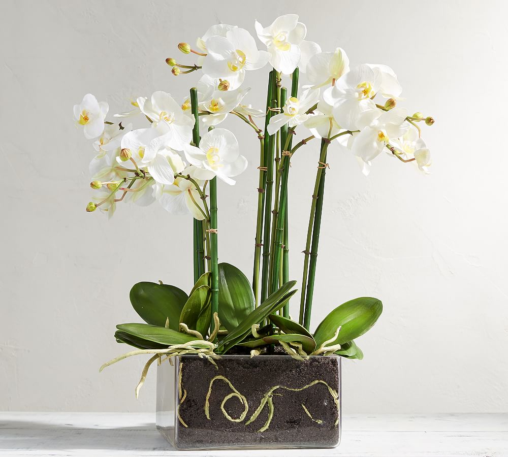 Faux Orchid Phalaenopsis Arrangement in Square Vase