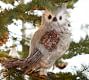 Winter Woods Owl