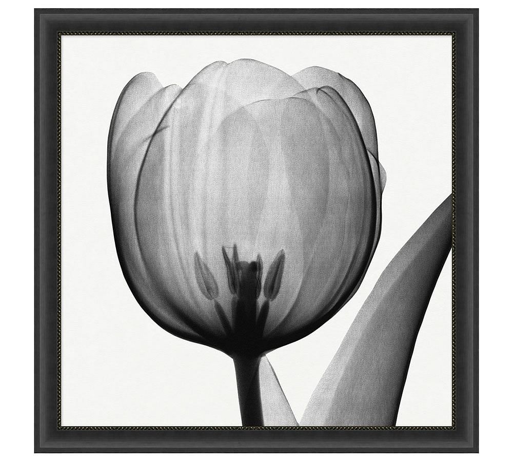 Tulip Framed Print by  Don Dudenbostel