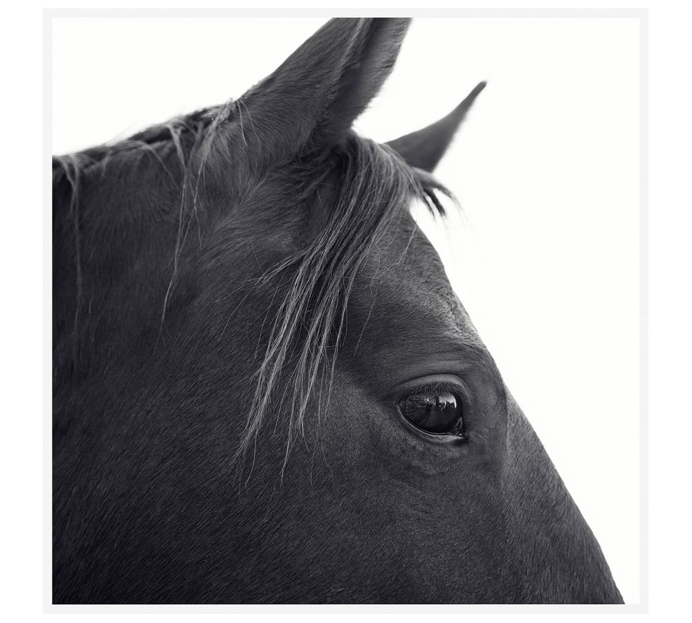 Dark Horse in Profile Framed Print by Jennifer Meyers, 48 x 48