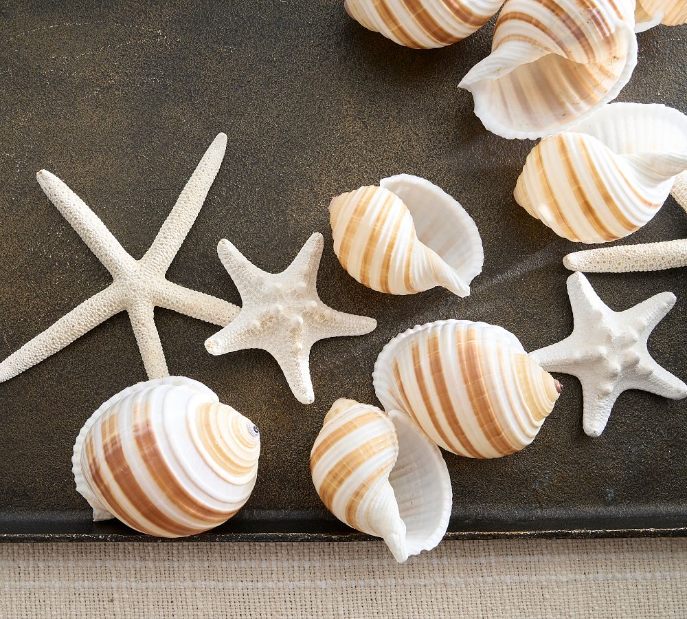 Mixed Resin Double Hook With White And Brown Starfish, Seashell And Conch  Design For Shower Curtain