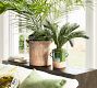 Pineapple Palm Potted Houseplant