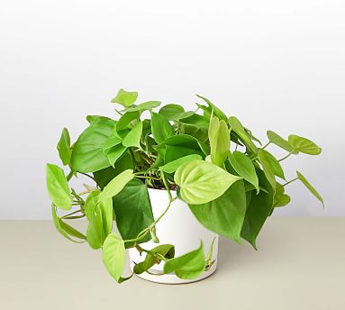 Live Philodendron Cordatum in Planter | Pottery Barn