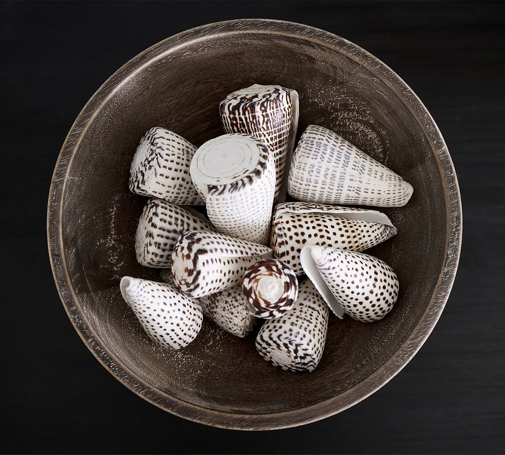 Spotted Conch Shells Vase Filler