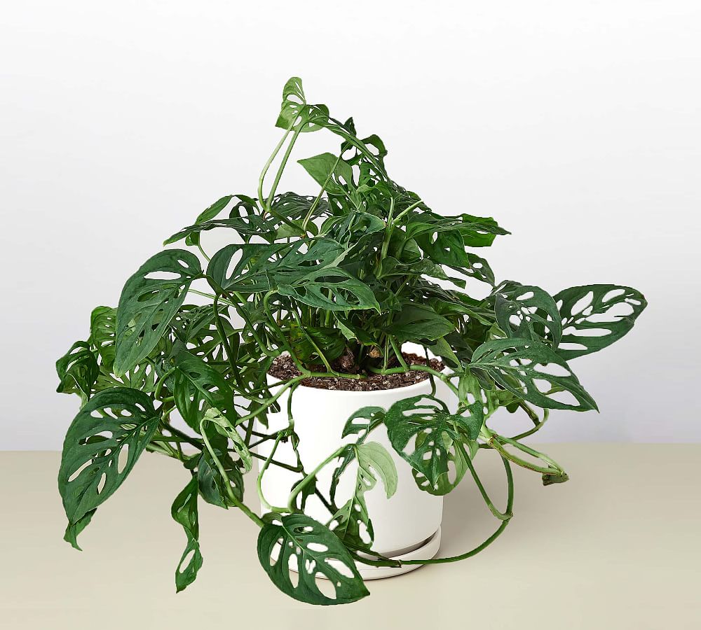 Live Potted Monstera Adansonii Swiss Cheese Plant